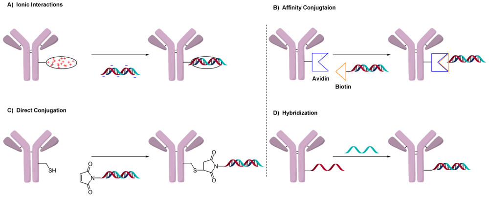 Figure 1. Oligonucleotide conjugation methods. (A) Electrostatic interactions; (B) biotin-avidin affinity; (C) direct antibody conjugation; (D) double-strand hybridization. (OA Literature)