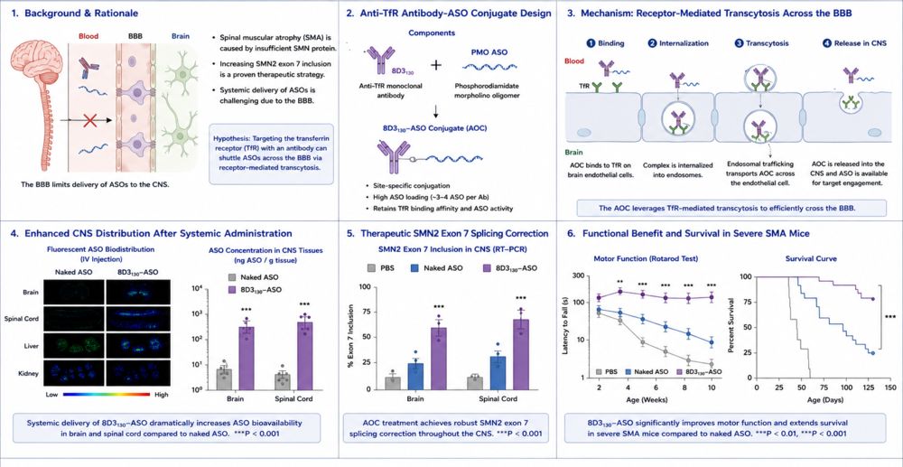 Figure 2. Anti-TfR antibody-ASO conjugate for systemic CNS delivery in SMA. (Creative Biolabs Original)