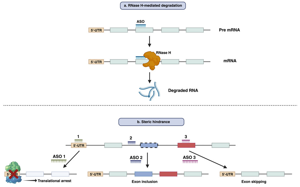 Figure 1. Antisense oligonucleotide mechanisms. (a) RNase H-induced mRNA degradation; (b) steric hindrance for translational or splicing regulation. (OA Literature)