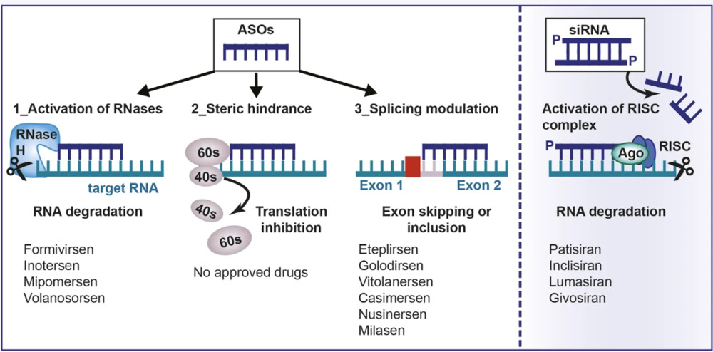 Figure 1. Antisense oligonucleotide mechanism of action. (OA Literature)