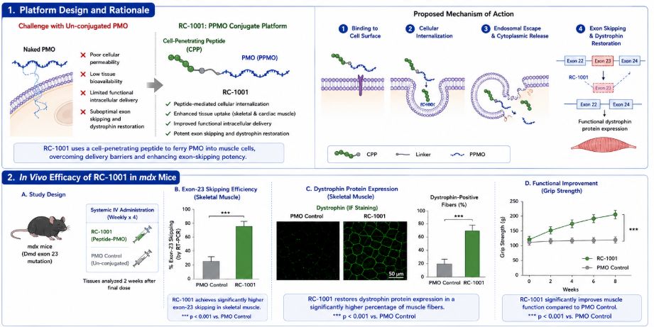 Figure 2. Cell-penetrating peptide-PMO conjugate RC-1001 enhances DMD exon skipping. (Creative Biolabs Original)