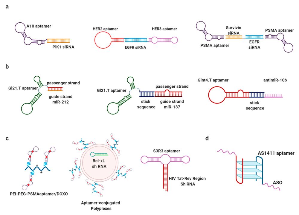 Figure 1. Aptamer-chimera conjugates. (a) Aptamer-siRNA; (b) aptamer-miRNA/antimiRNA; (c) aptamer-shRNA; (d) aptamer-ASO. (OA Literature)