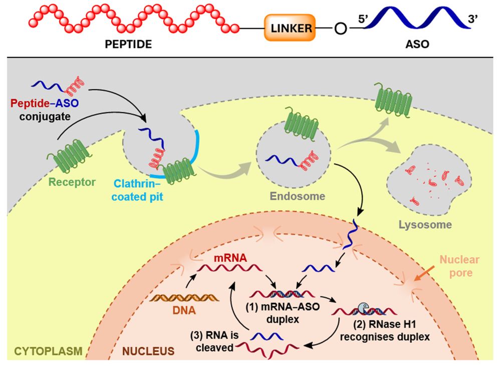 Figure 1. Peptide-ASO conjugate delivery via receptor targeting. Receptor engagement facilitates cellular uptake and functional release of ASO payloads. (OA Literature)