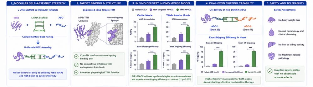 Figure 2. Self-assembled antibody-ASO conjugates for targeted delivery. Modular assembly enables programmable antibody-mediated ASO transport to specific cell types. (Creative Biolabs Original)