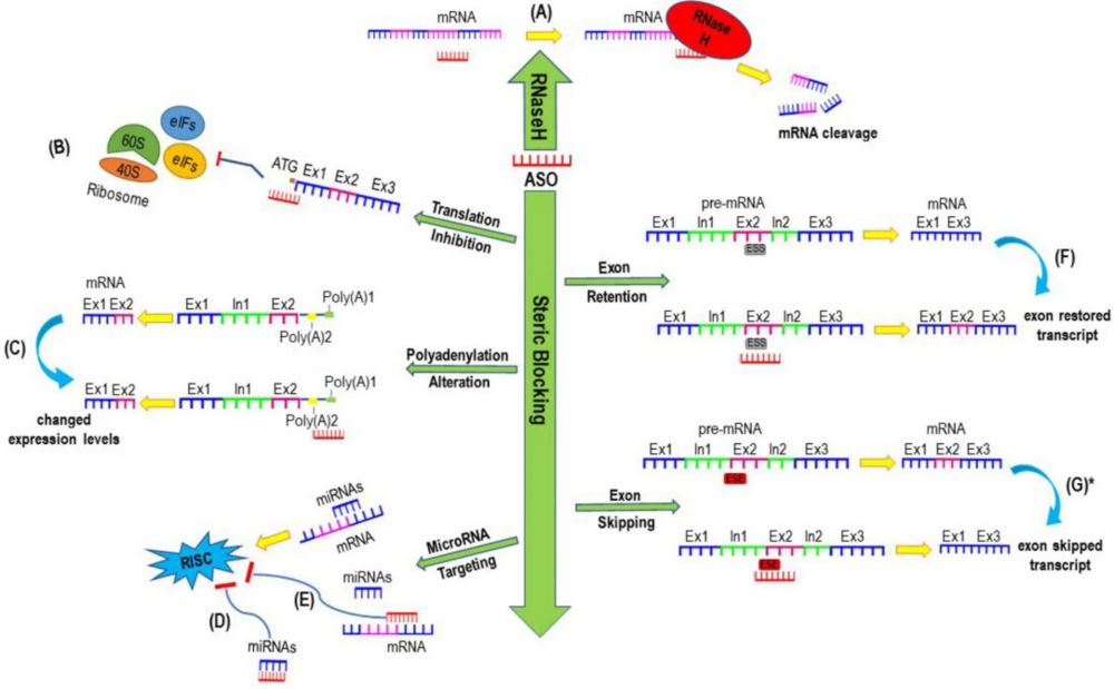 Figure 1. ASO-induced gene regulation mechanisms. (OA Literature)