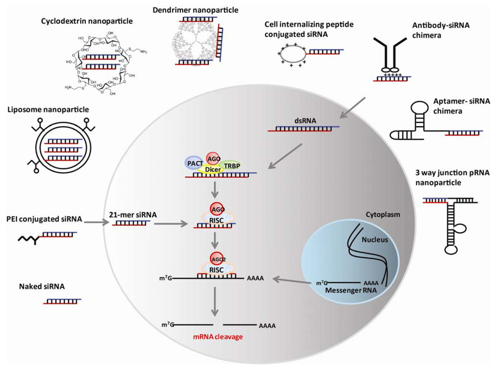 Figure 1. The working principle of RNAi, depicting the sequence from double-stranded RNA triggers to target mRNA silencing, alongside the key vectors and nanocarriers designed to facilitate this process in vivo.