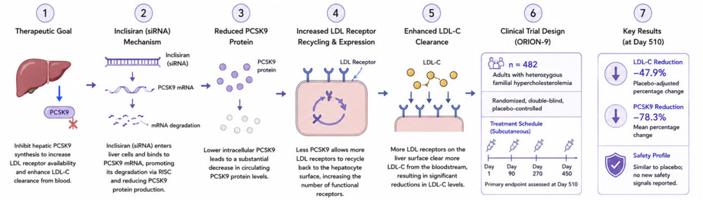 Figure 2. Therapeutic intervention for heterozygous familial hypercholesterolemia via RNAi-mediated gene silencing, illustrating how this pathway is harnessed to lower pathological lipid levels.