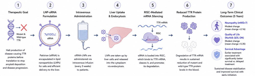 Figure 2. RNAi therapy with patisiran for hereditary amyloidosis.