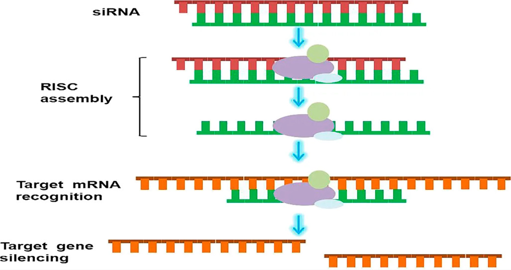 Figure 1. Overview of the RNAi mechanism.