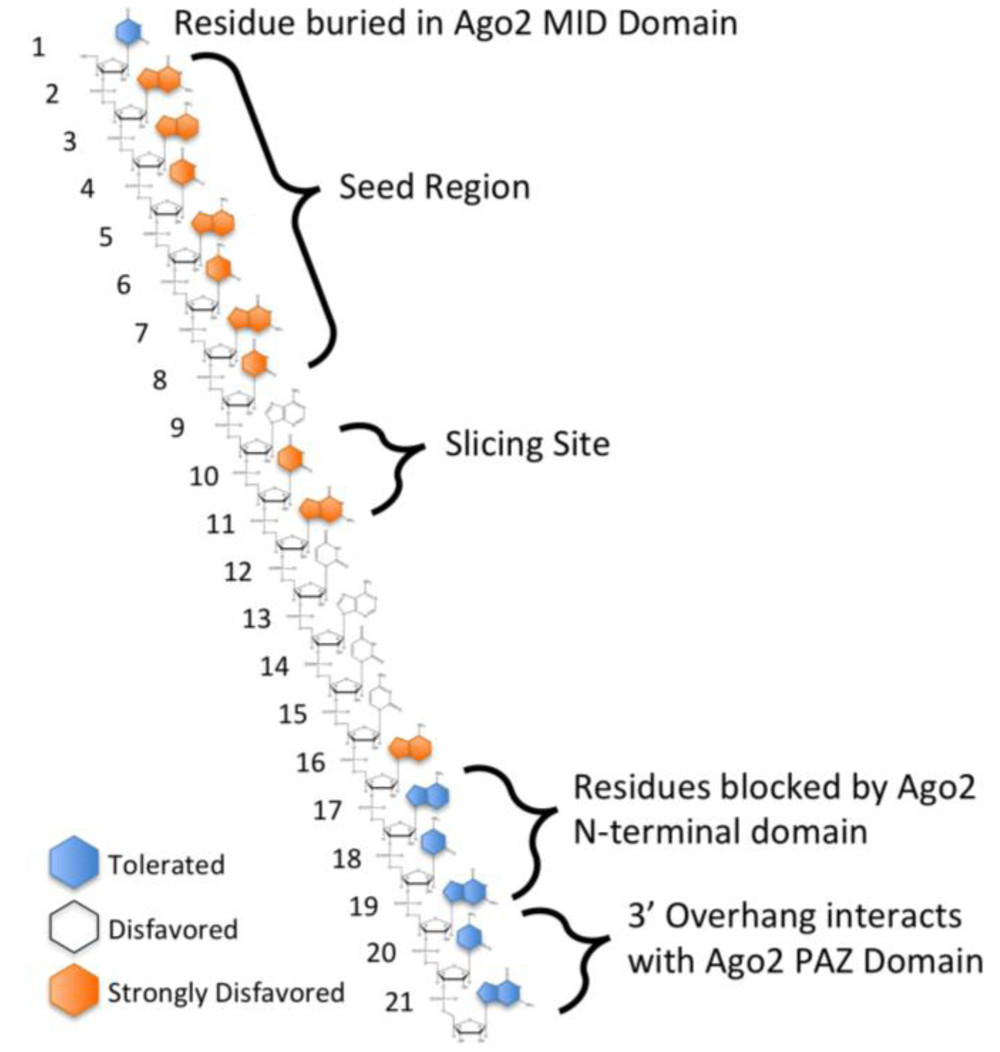 Fig. 1. Mismatch tolerance between siRNA guide strand and target mRNA.