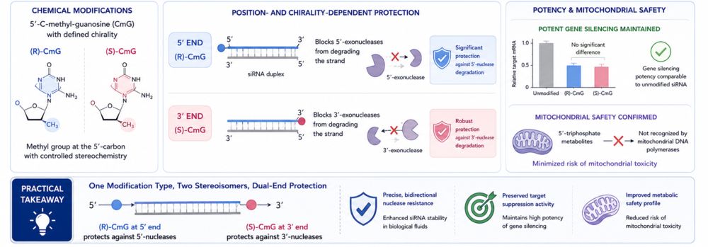 Fig. 2. Chirality-dependent nuclease resistance of chemically modified siRNA.