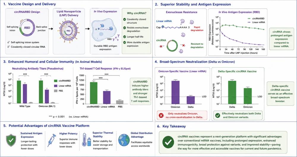 Figure 2. circRNA as an advanced vaccine platform for SARS-CoV-2. Overview of circRNA-based vaccine design, delivery, and immune activation mechanisms. (Creative Biolabs Original)