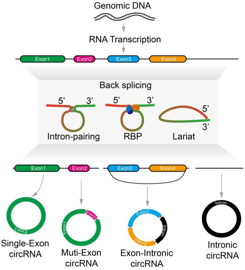 Figure 1. Biogenesis of circRNA subtypes. Schematic representation of the various splicing routes yielding different classes of circular RNAs. (OA Literature)