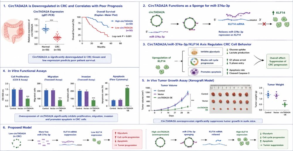 Figure 2. CircTADA2A regulates colorectal cancer via the miR-374a-3p/KLF14 axis. (Creative Biolabs Original)
