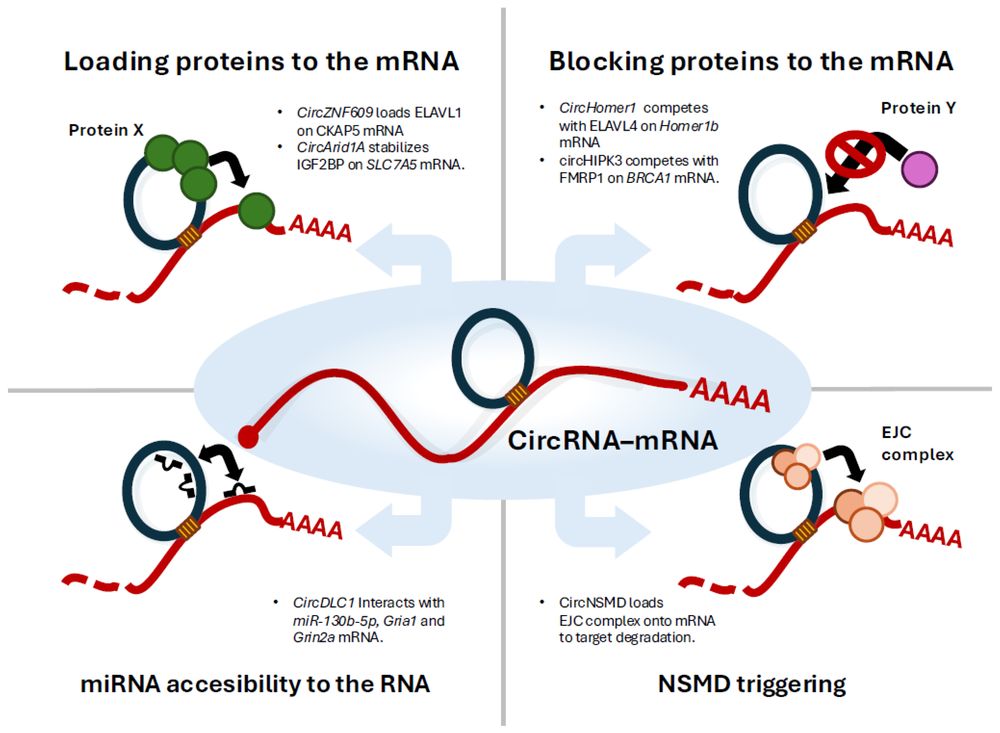 Figure 1. CircRNA-mRNA regulatory mechanisms. Schematic depicting how circRNAs interact with mRNAs to influence post-transcriptional regulation. (OA Literature)