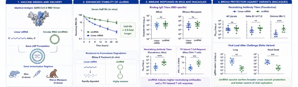Figure 2. CircRNA outperforms linear mRNA in vaccine platforms. Parallel comparative study highlighting the advantages of circRNA vaccines over linear mRNA vaccines. (Creative Biolabs Original)