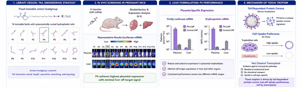 Figure 2. Placenta-targeted mRNA delivery using ionizable lipid nanoparticles. In vivo application of ionizable LNPs for therapeutic mRNA delivery to placental tissues. (Creative Biolabs Original)