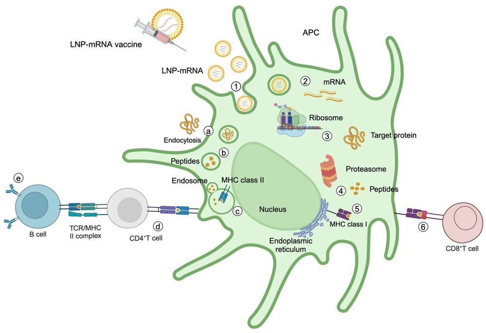 Figure 1. mRNA cancer vaccine mechanisms. Antigen expression, MHC presentation, and T-cell activation pathways. (OA Literature)