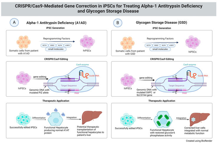 Figure 1: CRISPR-Cas9 correction of patient-derived iPSCs and differentiation into functional hepatocytes for alpha-1 antitrypsin deficiency research (OA Literature)