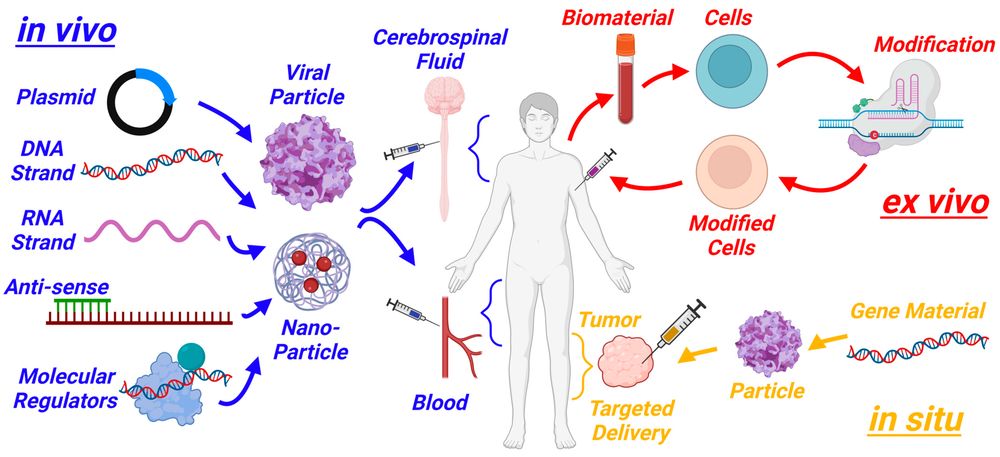 Figure 1. Gene therapy modalities. In vivo, ex vivo, and in situ delivery. (OA Literature)