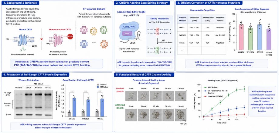 Figure 2. CRISPR base editing corrects cystic fibrosis nonsense mutations in organoid models. (Creative Biolabs Original)