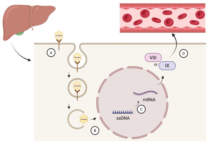 Figure 1: AAV-mediated hepatocyte transduction and factor expression in hemophilia gene therapy (OA Literature)