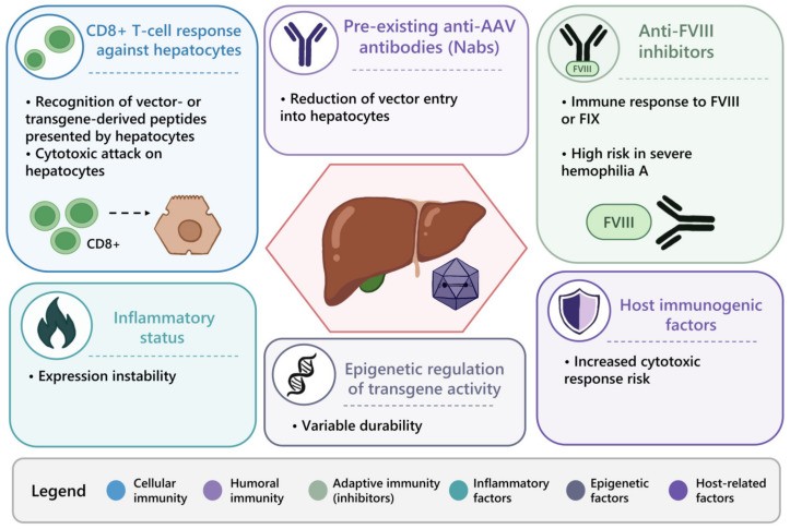 Figure 2: Immunological barriers in AAV gene therapy for hemophilia (OA Literature)