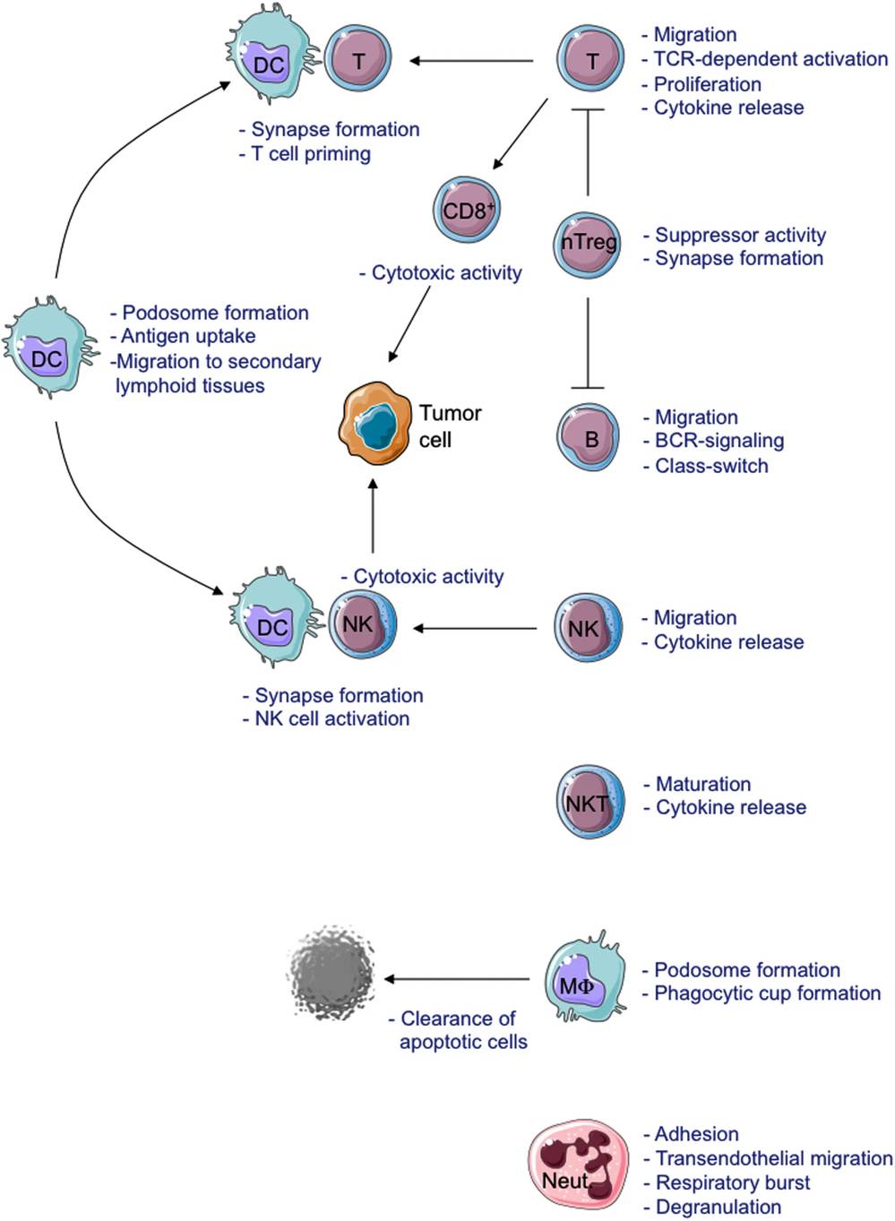 Schematic representation of the cellular defects observed in WASP-deficient cells. (OA Literature)
