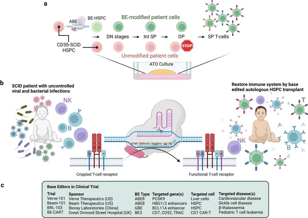 Figure 1. Base editor-mediated relief of the T-cell development blockade in CD3δ-SCID HSPCs. (OA Literature)