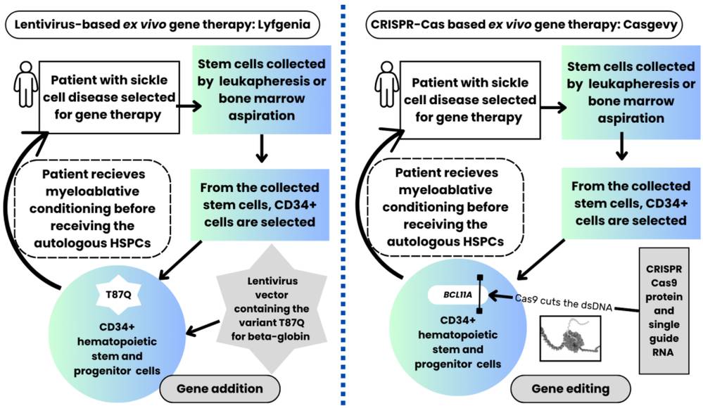 Figure 1. Gene therapy approaches for sickle cell disease: lentiviral versus CRISPR-Cas9. (OA Literature)