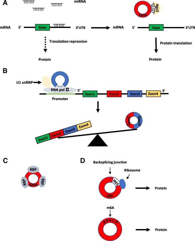 Functions of circRNAs. (1. Shang, Qingfeng, et al., 2019)