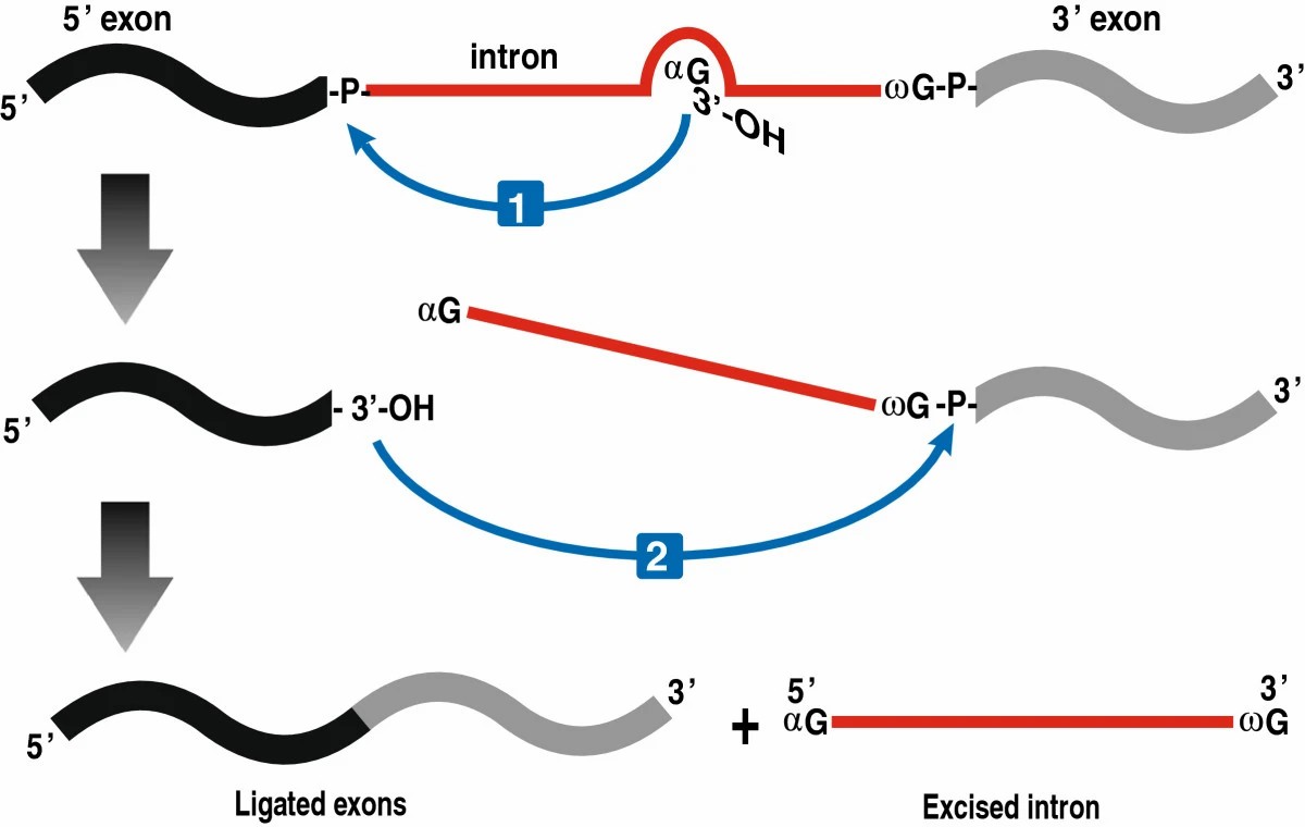 Splicing schematic. (Hausner, 2014)
