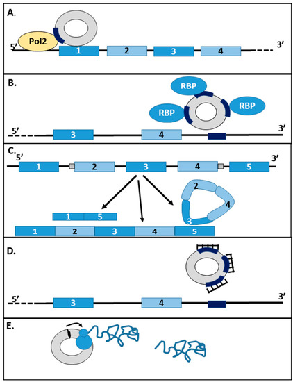 Proposed roles of circRNA in the regulation of transcription and translation. (Haque, 2017)