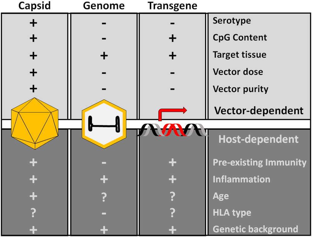 Key determinants of AAV capsid immunogenicity. (OA Literature)