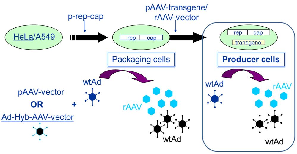 Figure 1. Derivation of rAAV packaging and producer cell lines.