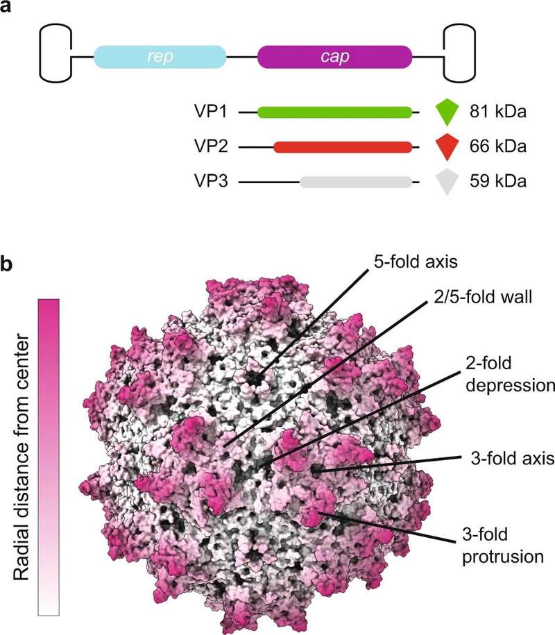 Figure. 1: Structure of the adeno-associated virus (AAV) capsid. (OA Literature)