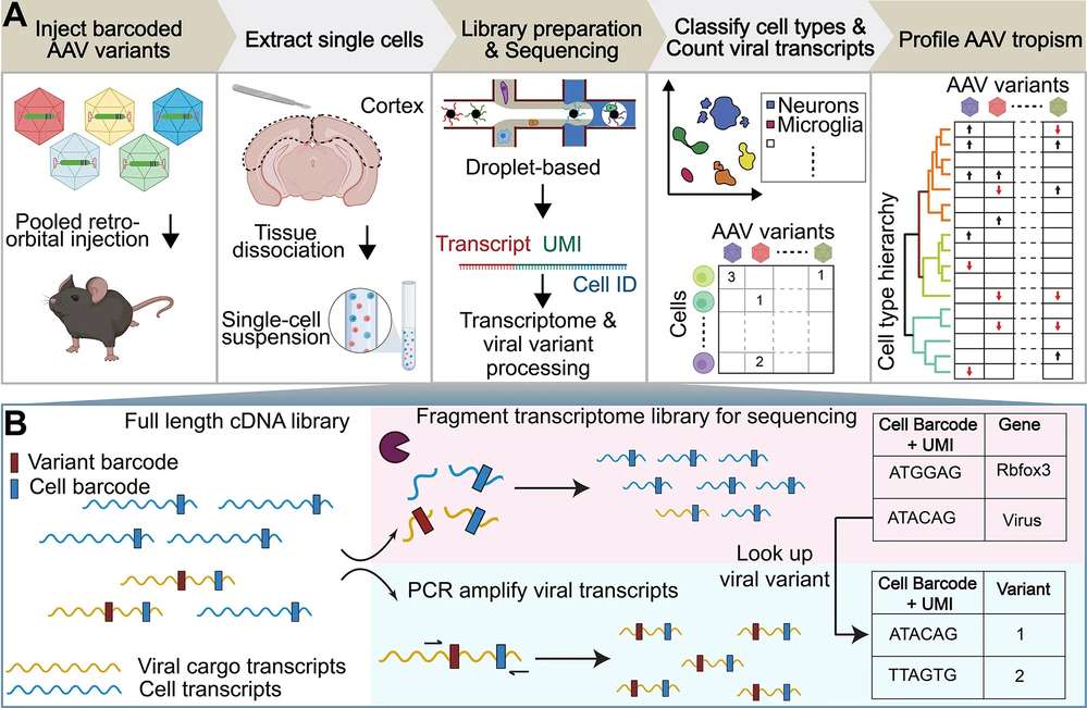 Figure 1. scRNA-seq-based workflow for AAV tropism profiling.