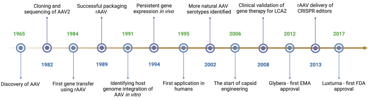 AAV Biology and Gene Therapy: A Historical Perspective.