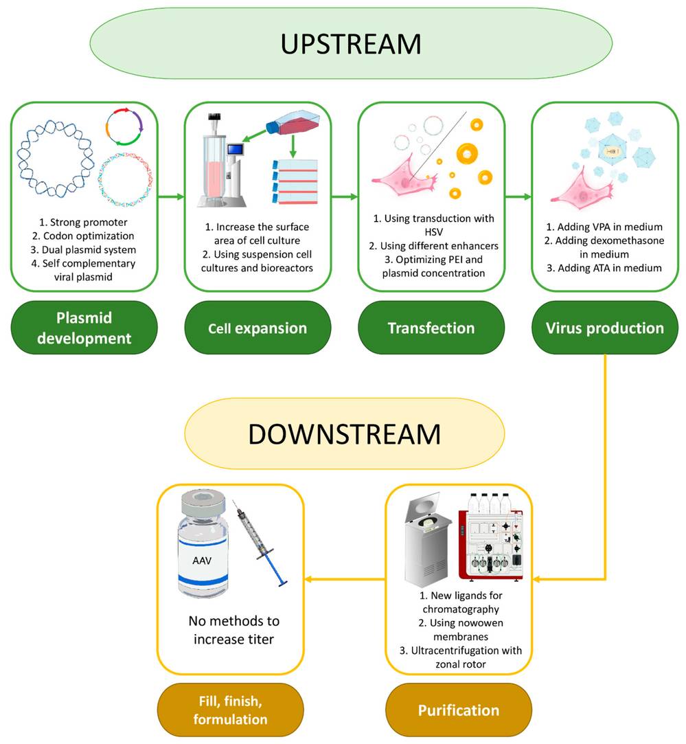 Figure 2. Stages in AAV-based drug development, with approaches to scale up and optimize vector production at each stage.