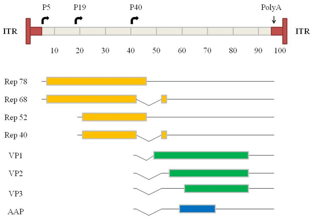 Figure 1. Genomic organization of wild-type AAV.