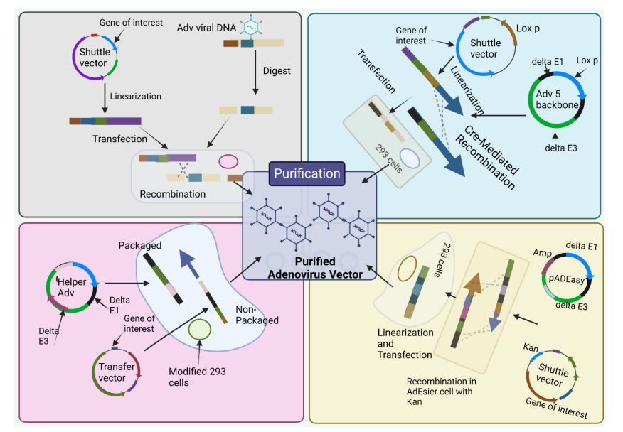 Figure 1. Workflow overview of adenoviral vector production.