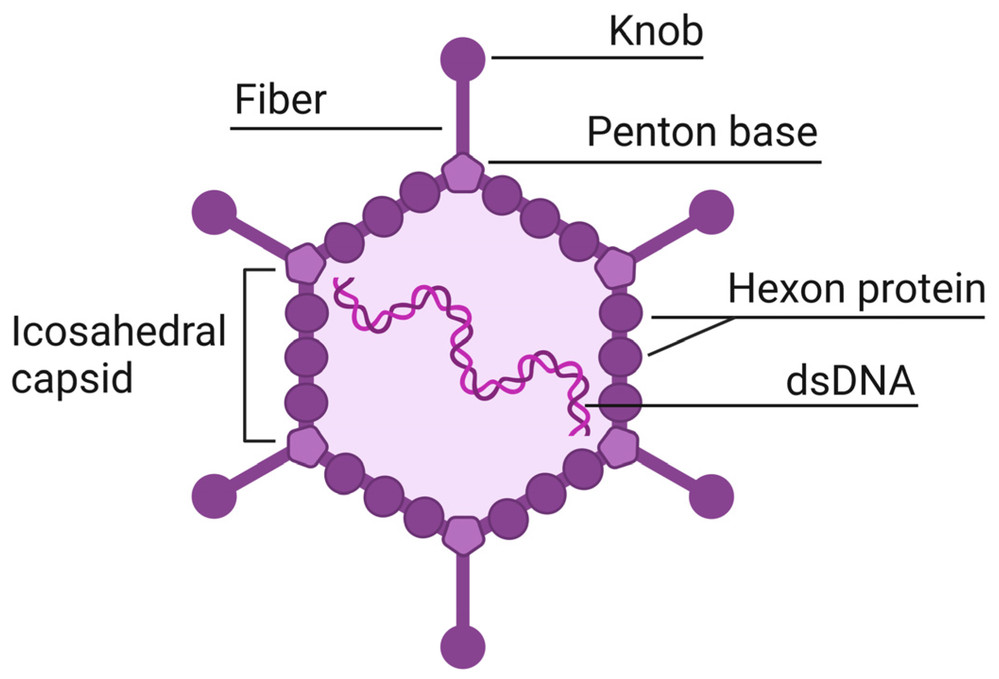 Figure 1. Adenovirus structure.