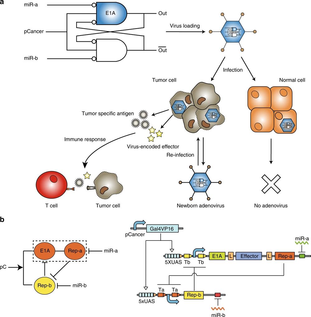 Figure 1. Programmable oncolytic adenovirus controlled by a sensory switch circuit