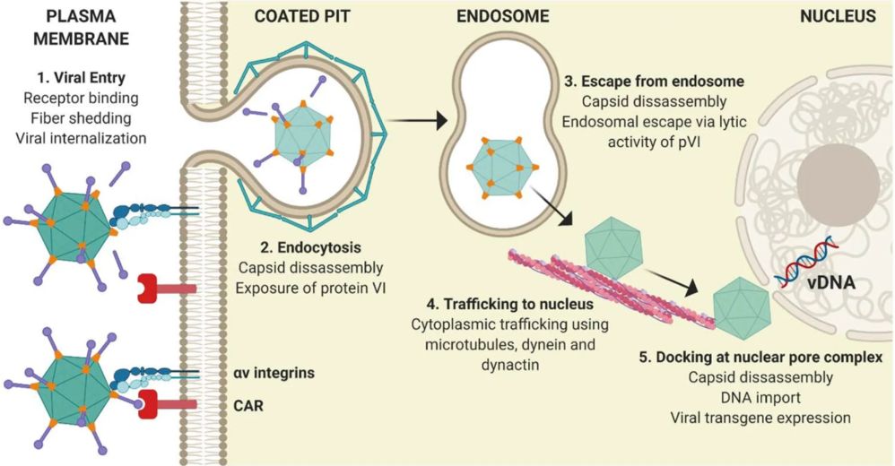 Figure 1. Classical adenoviral entry pathway of Adenoviral vectors.