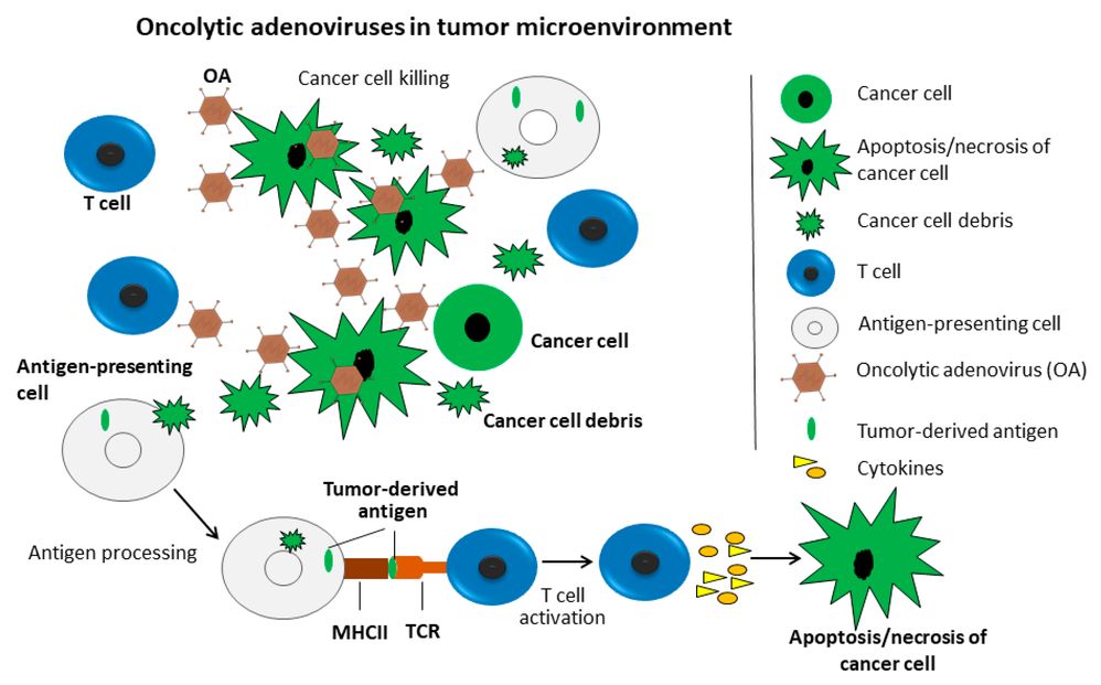 Figure 1. Oncolytic adenoviruses (OAs) replicating and spreading within the tumor microenvironment.