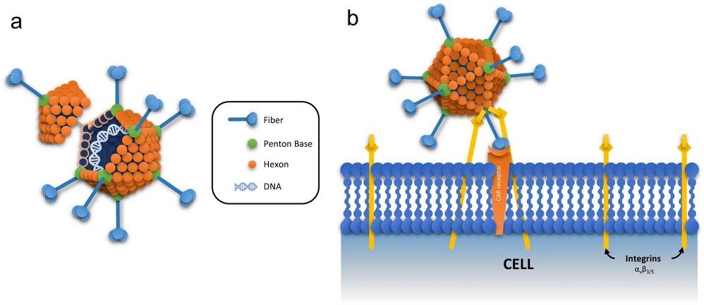 Figure 2. Adenoviral vector vaccine platforms