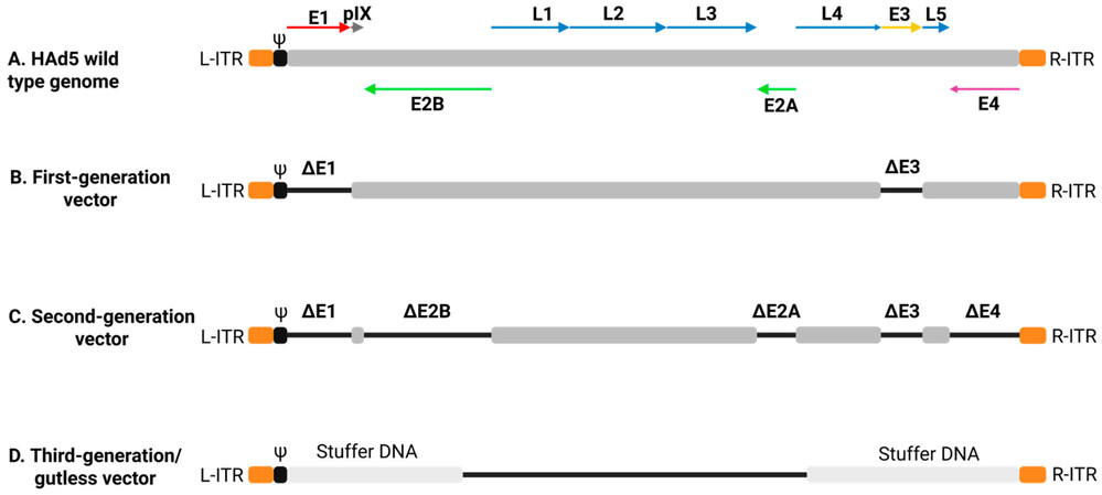 Figure 1. Overview of adenoviral vector generations.