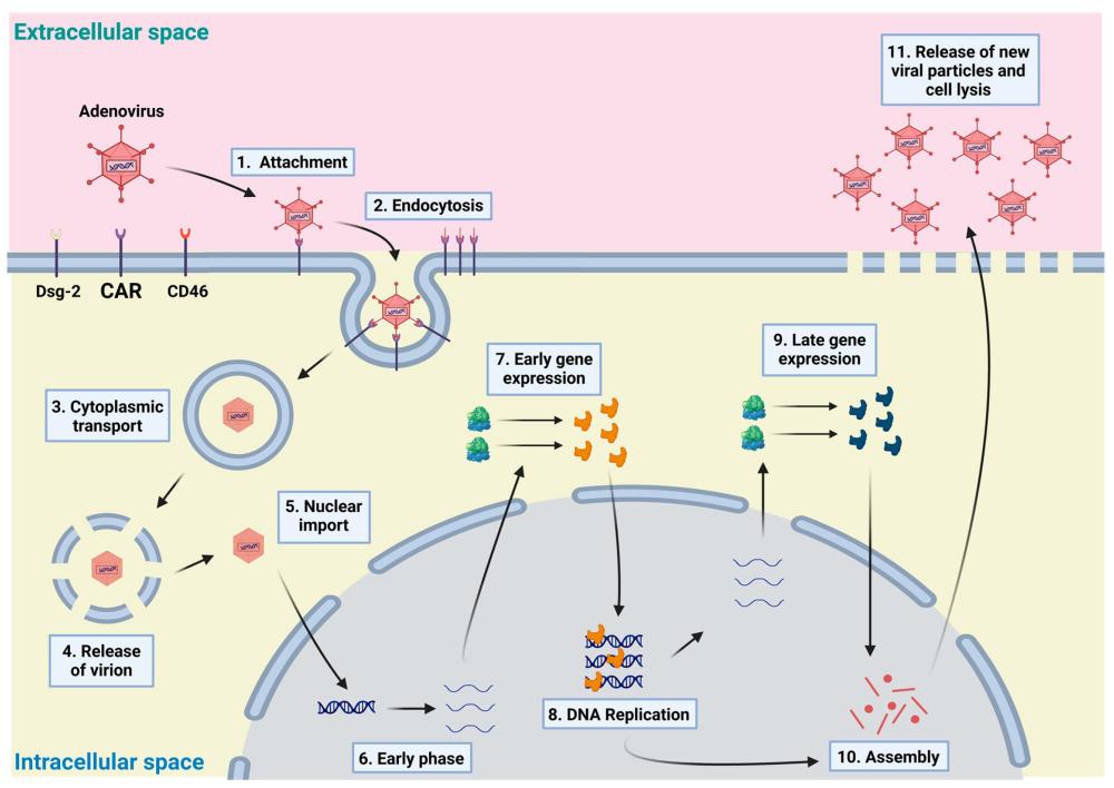 Figure 1. Aadenovirus life cycle