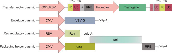 Figure 1: Four-plasmid architecture of a third-generation lentiviral vector production system (OA Literature)