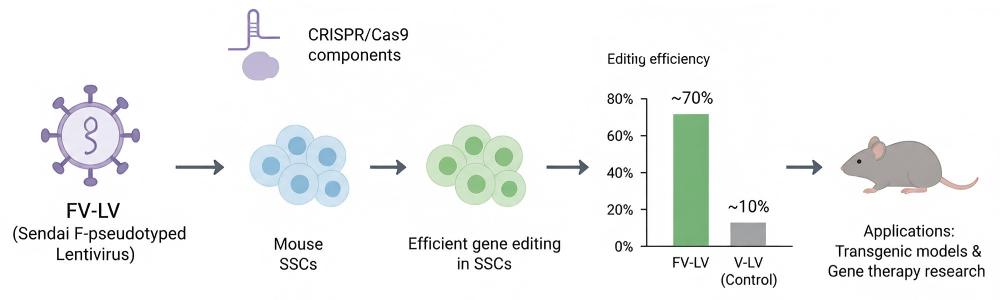 Figure 2. Workflow of transgenesis and gene editing in mouse spermatogonial stem cells.